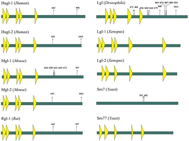 Int J Biol Sci Image