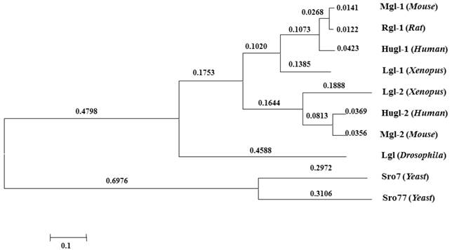 Int J Biol Sci Image