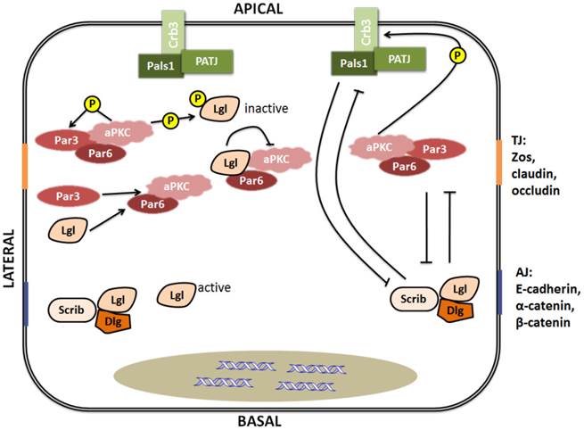 Int J Biol Sci Image