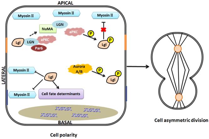 Int J Biol Sci Image