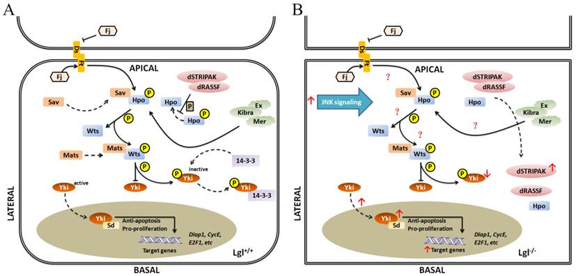 Int J Biol Sci Image