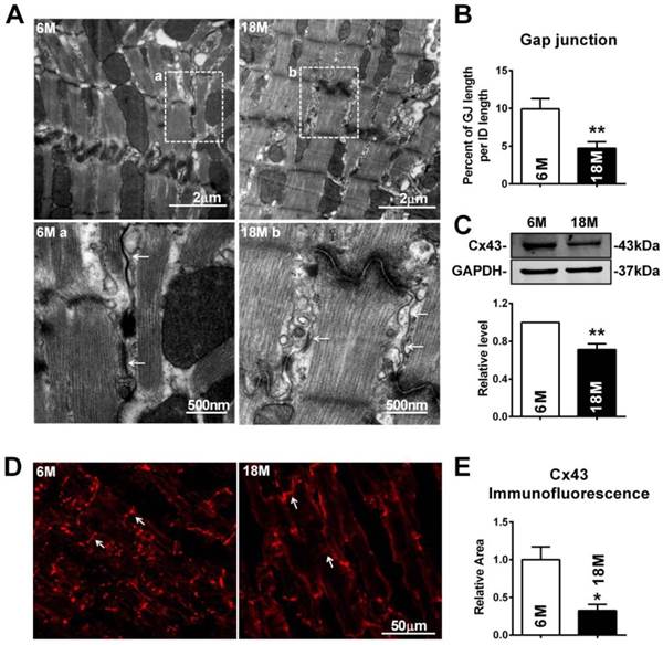 Int J Biol Sci Image