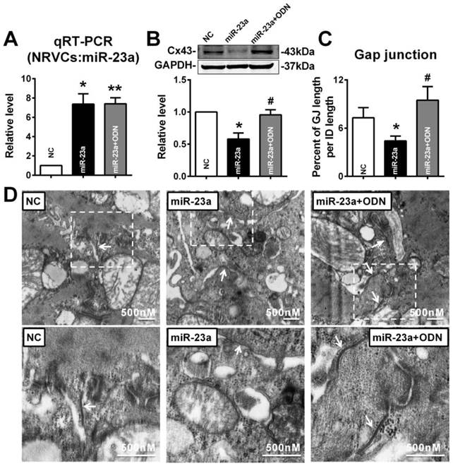 Int J Biol Sci Image