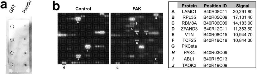 Int J Biol Sci Image