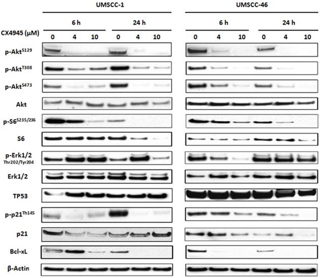 Int J Biol Sci Image