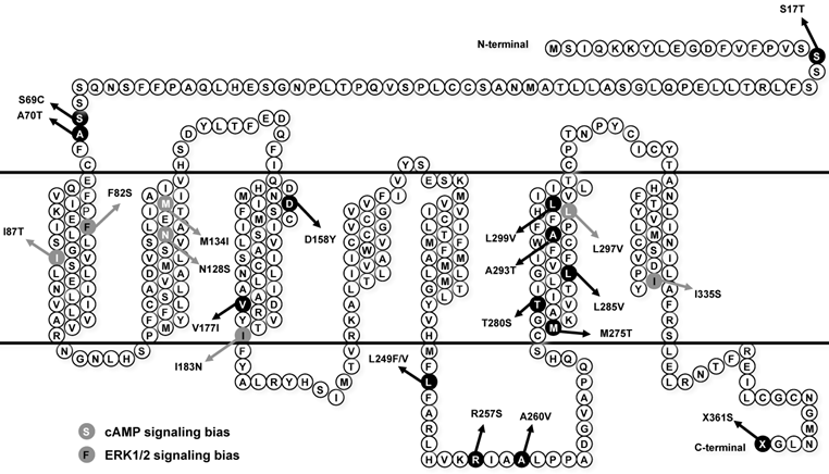 Int J Biol Sci Image