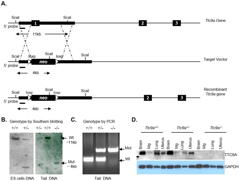 Int J Biol Sci Image