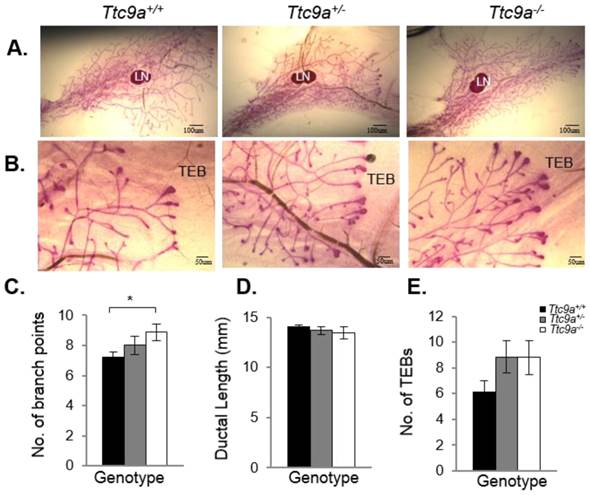 Int J Biol Sci Image