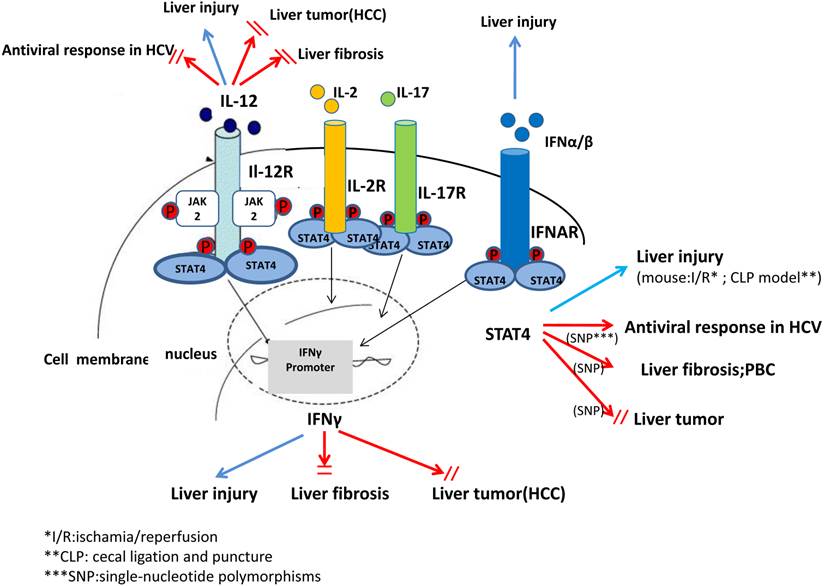 Int J Biol Sci Image