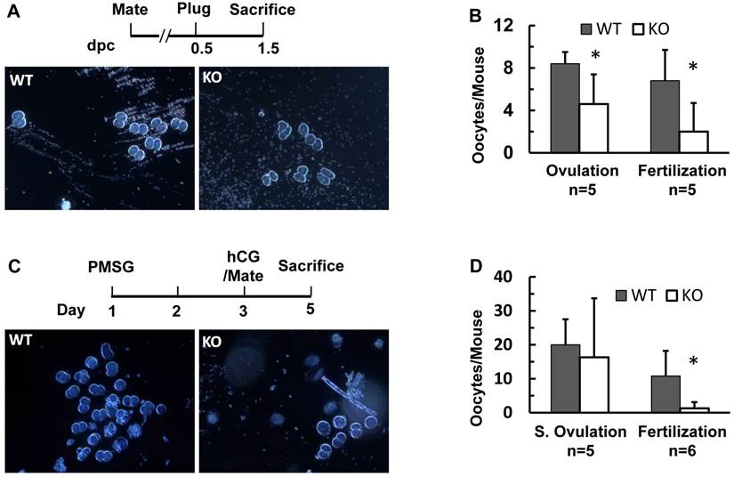 Int J Biol Sci Image