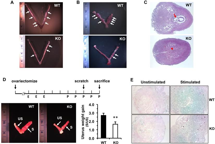 Int J Biol Sci Image