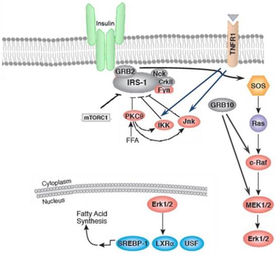 Int J Biol Sci Image