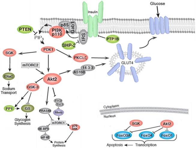 Int J Biol Sci Image