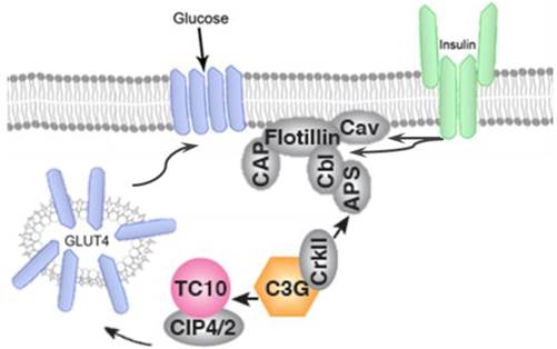 Int J Biol Sci Image