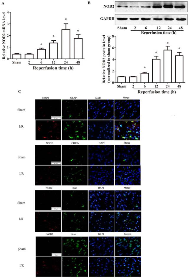 Int J Biol Sci Image