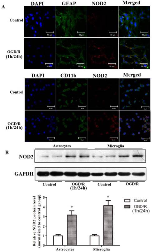 Int J Biol Sci Image