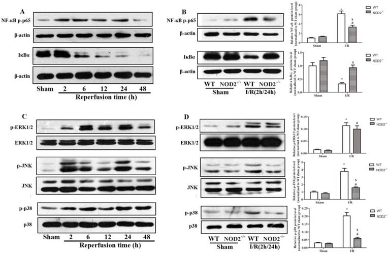 Int J Biol Sci Image