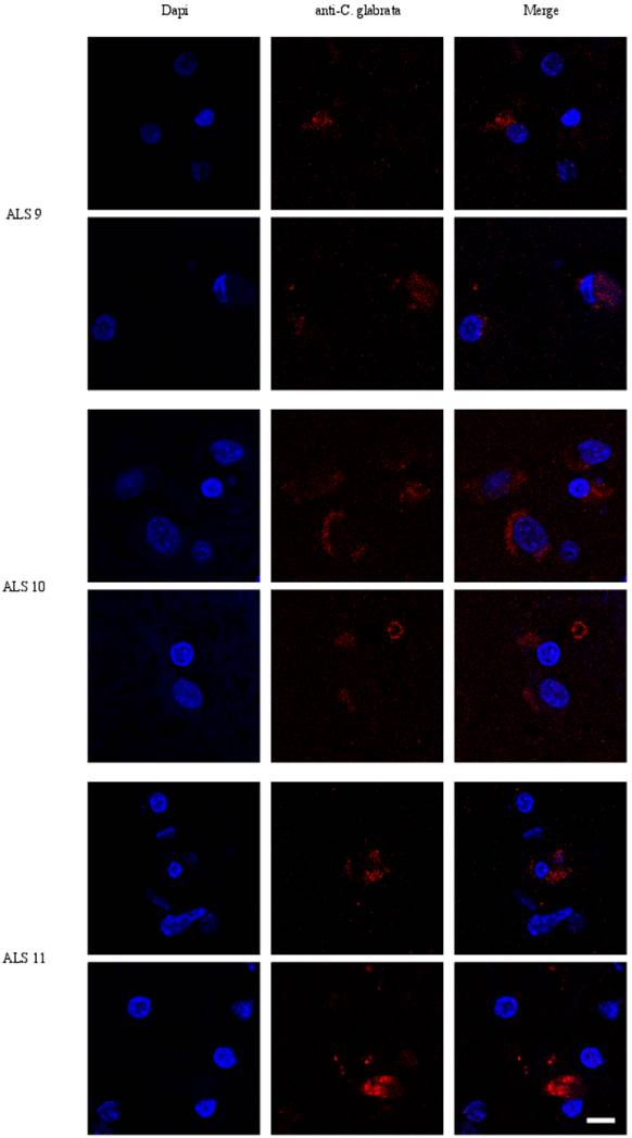 Int J Biol Sci Image