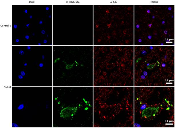 Int J Biol Sci Image