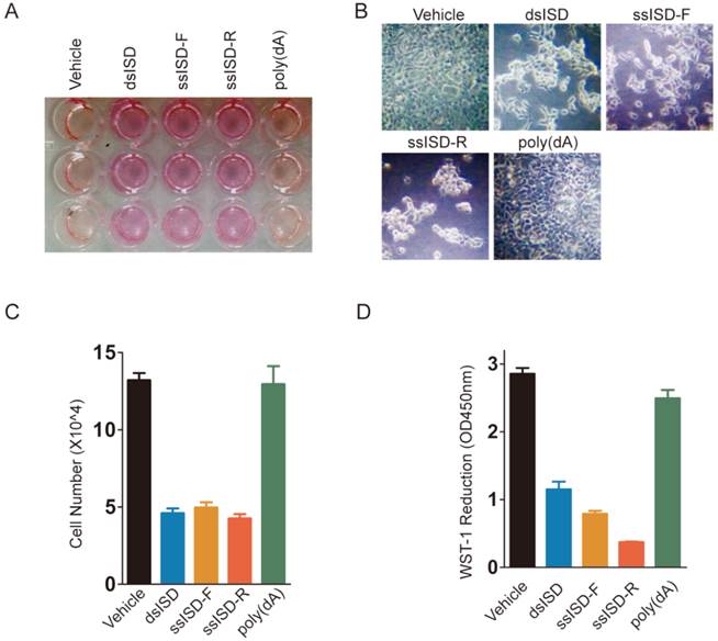 Int J Biol Sci Image