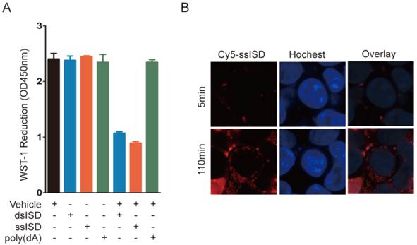 Int J Biol Sci Image