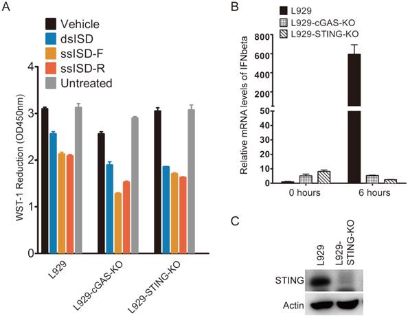 Int J Biol Sci Image