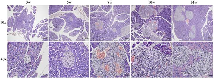 Int J Biol Sci Image