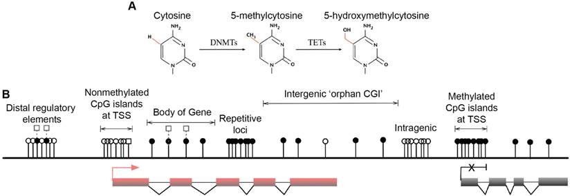 Int J Biol Sci Image