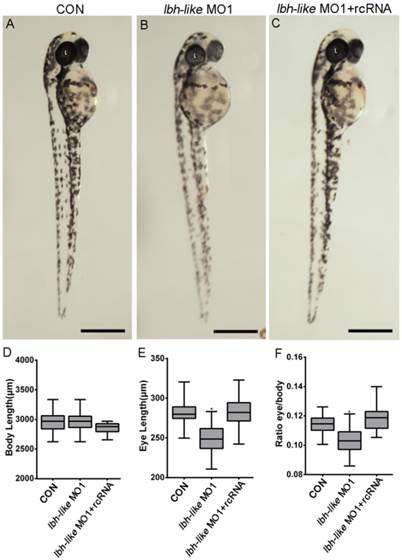 Int J Biol Sci Image