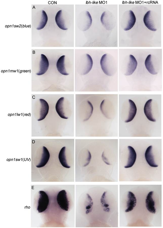 Int J Biol Sci Image