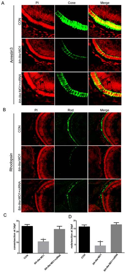 Int J Biol Sci Image