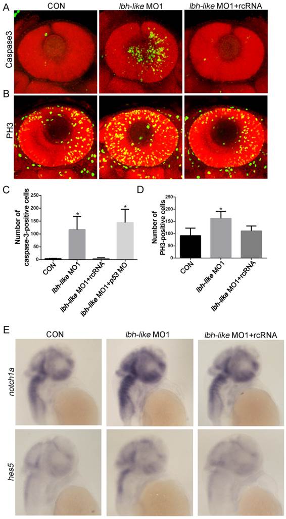 Int J Biol Sci Image