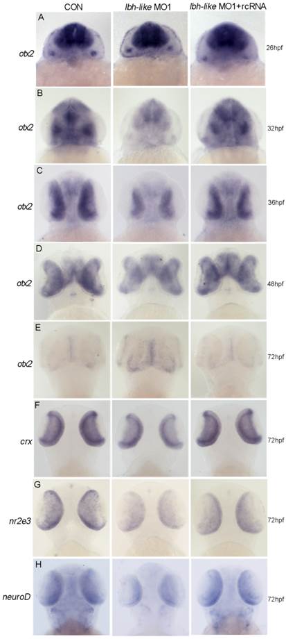 Int J Biol Sci Image