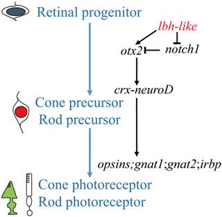 Int J Biol Sci Image