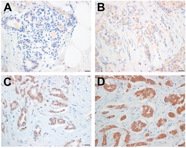 Int J Biol Sci Image