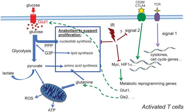 Int J Biol Sci Image