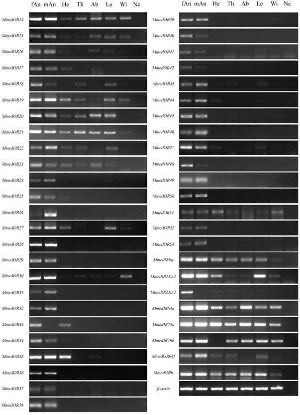 Int J Biol Sci Image