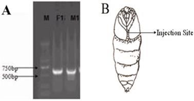 Int J Biol Sci Image