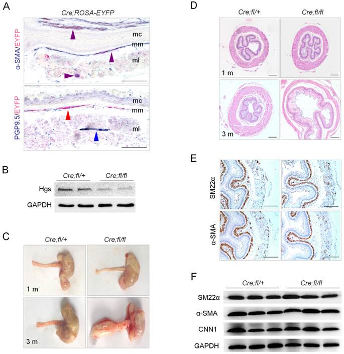 Int J Biol Sci Image