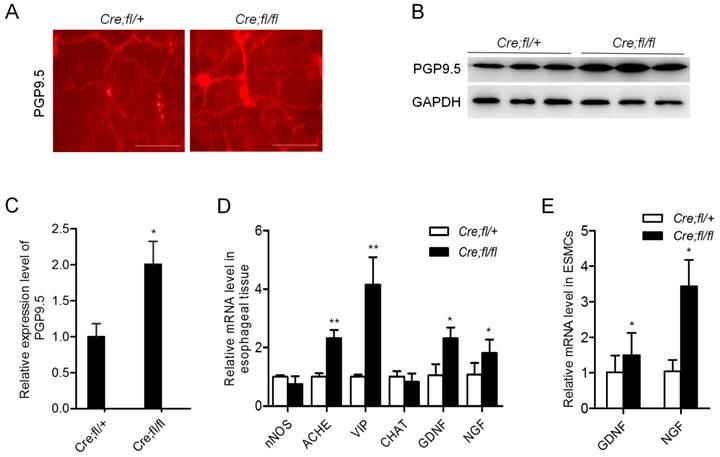 Int J Biol Sci Image