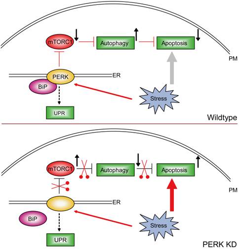 Int J Biol Sci Image