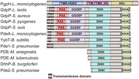 Int J Biol Sci Image