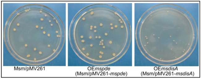 Int J Biol Sci Image