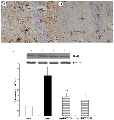 Int J Biol Sci Image