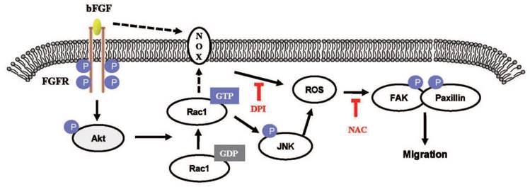 Int J Biol Sci Image