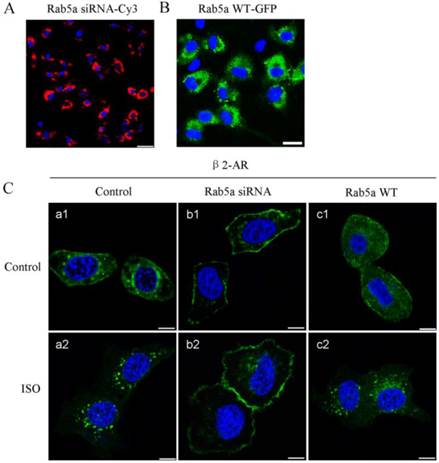 Int J Biol Sci Image