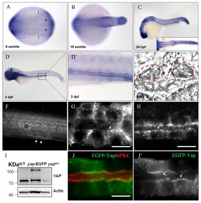 Int J Biol Sci Image