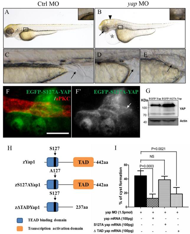 Int J Biol Sci Image