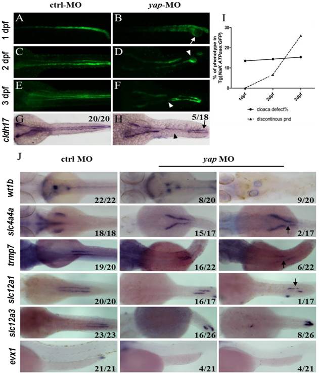 Int J Biol Sci Image