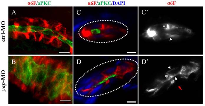 Int J Biol Sci Image